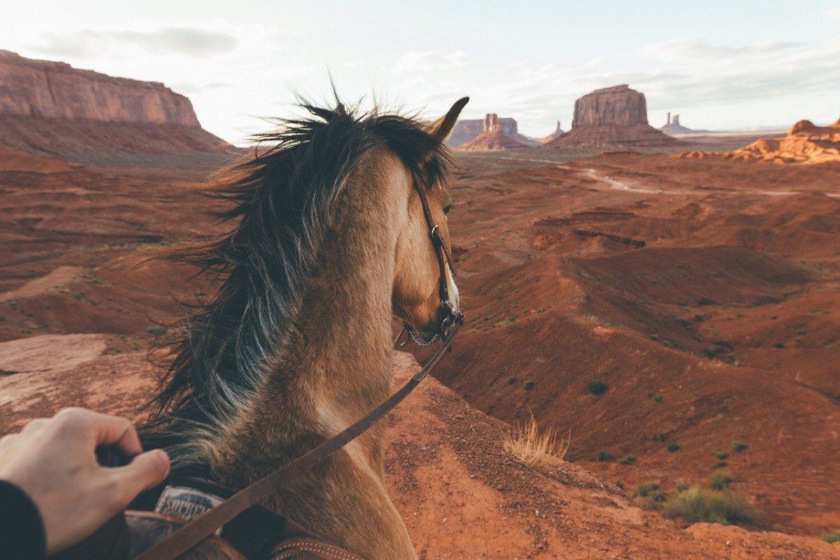 Лошадь тумблер