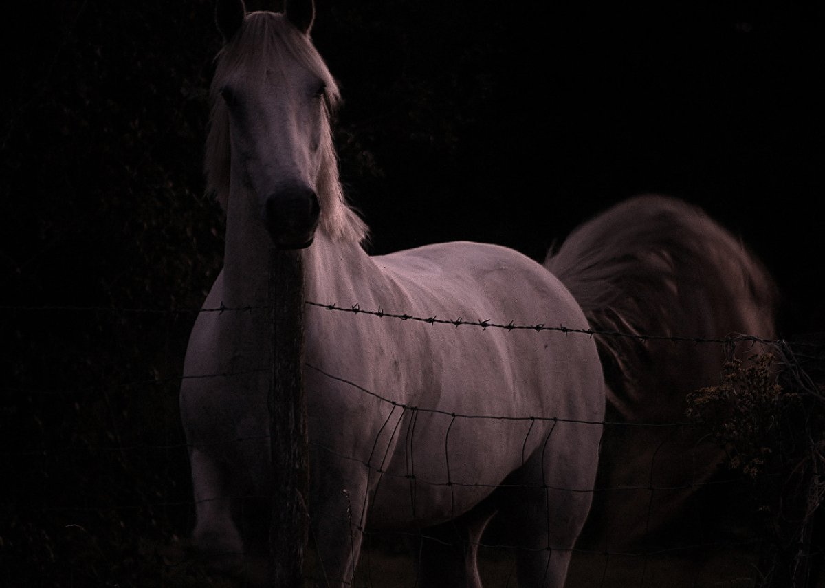 Эстетичные лошади