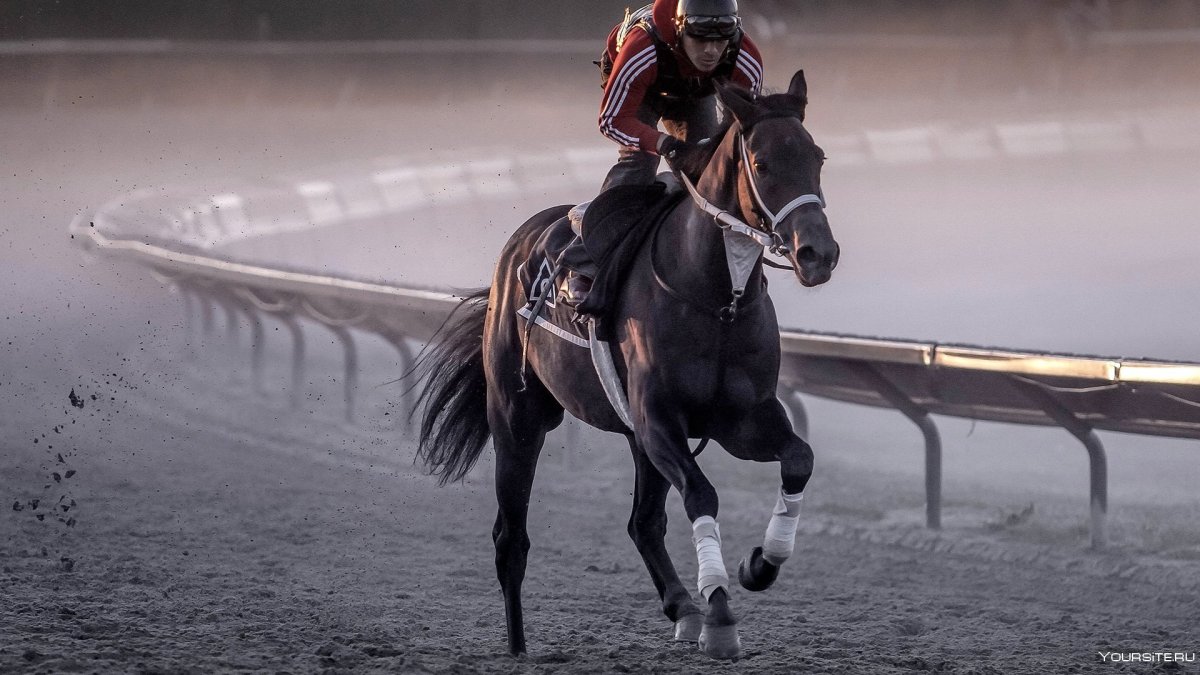 Конный спорт Эстетика