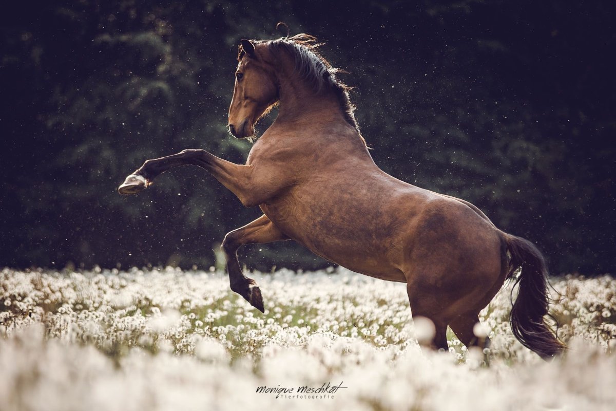Лошади Эстетика