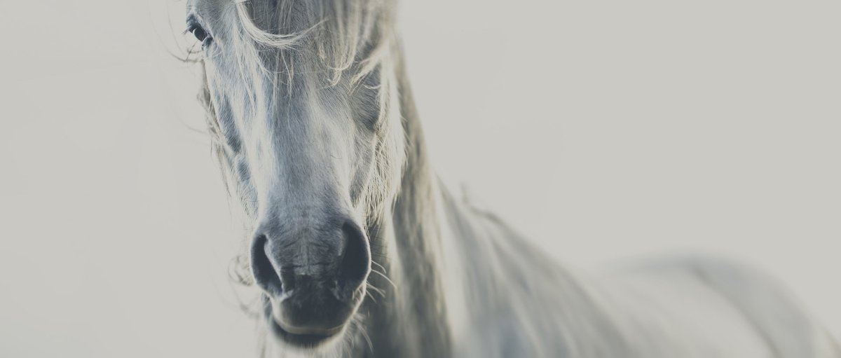 Серый фон кони
