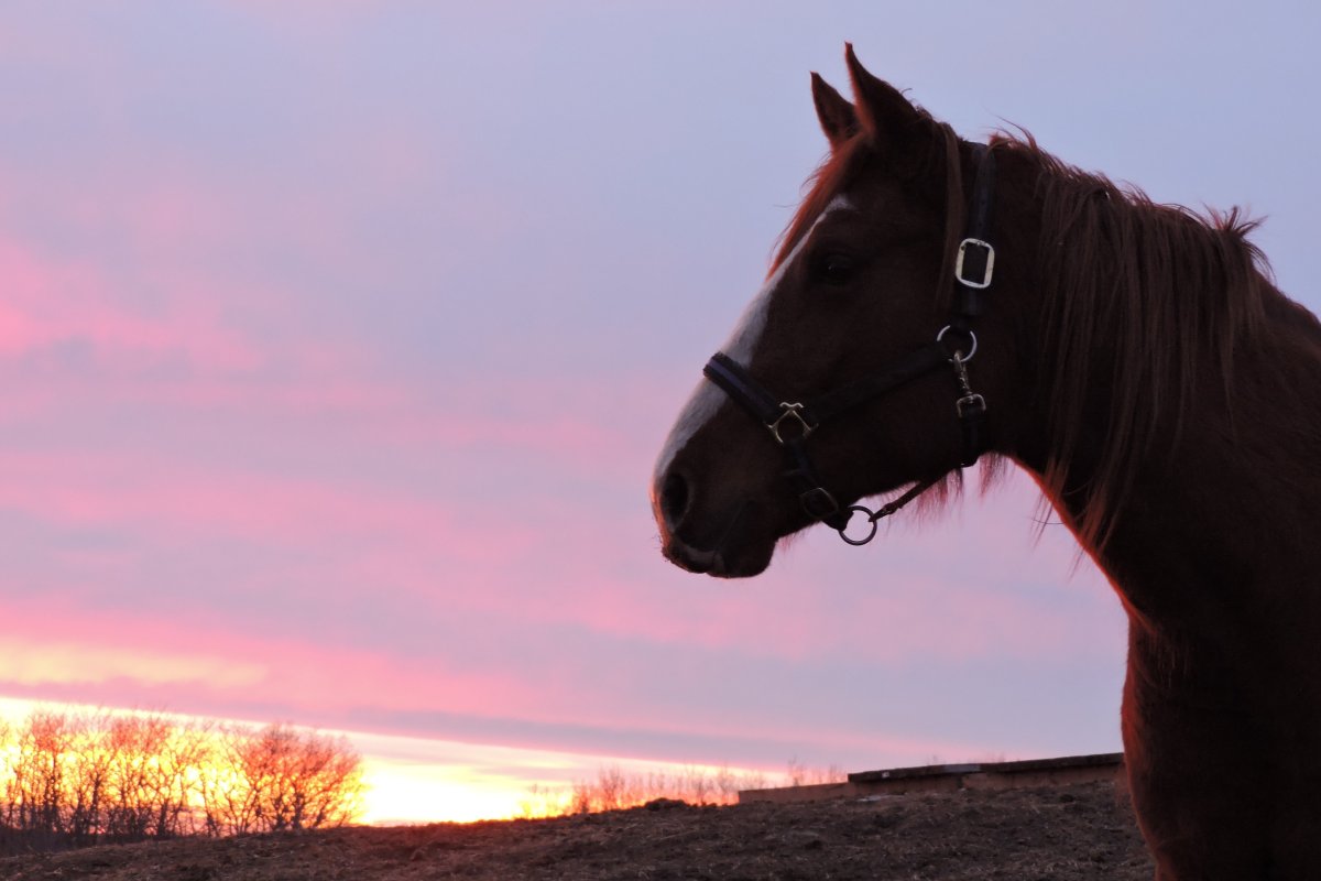 Эстетика лошадей на закате