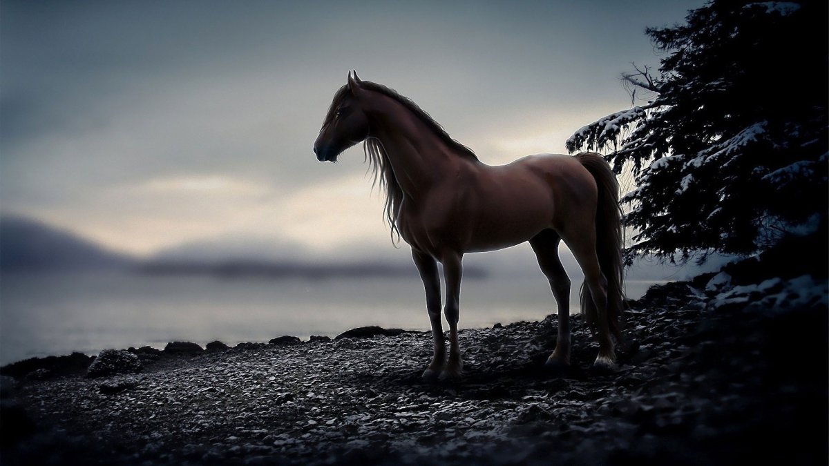 Обои лошади