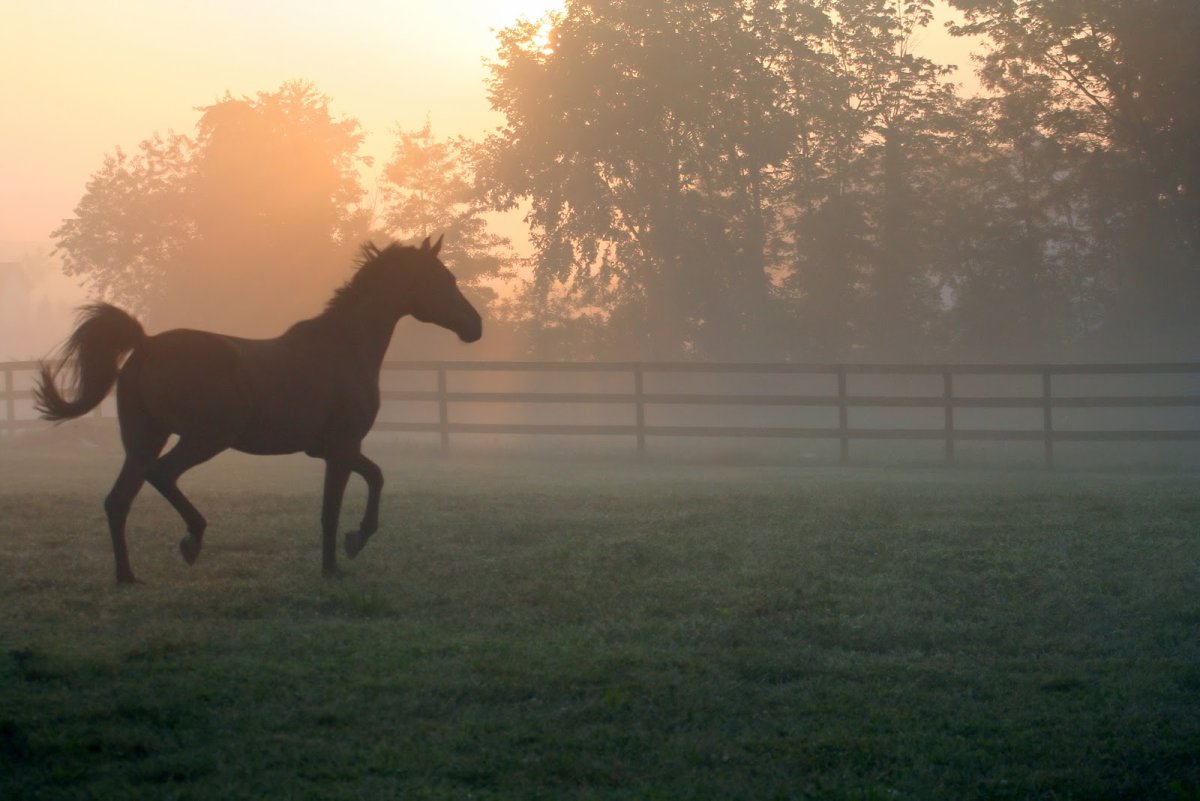 Лошади туман бегут
