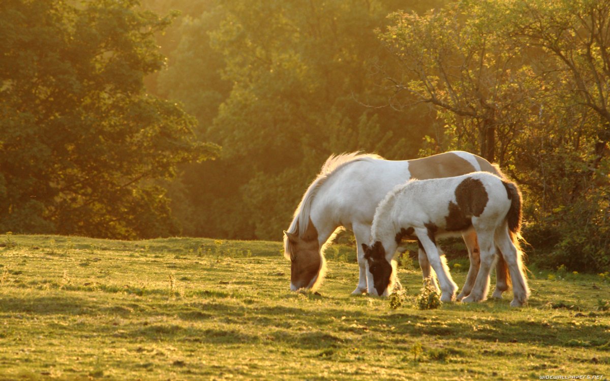 Красивые лошади на рабочий стол
