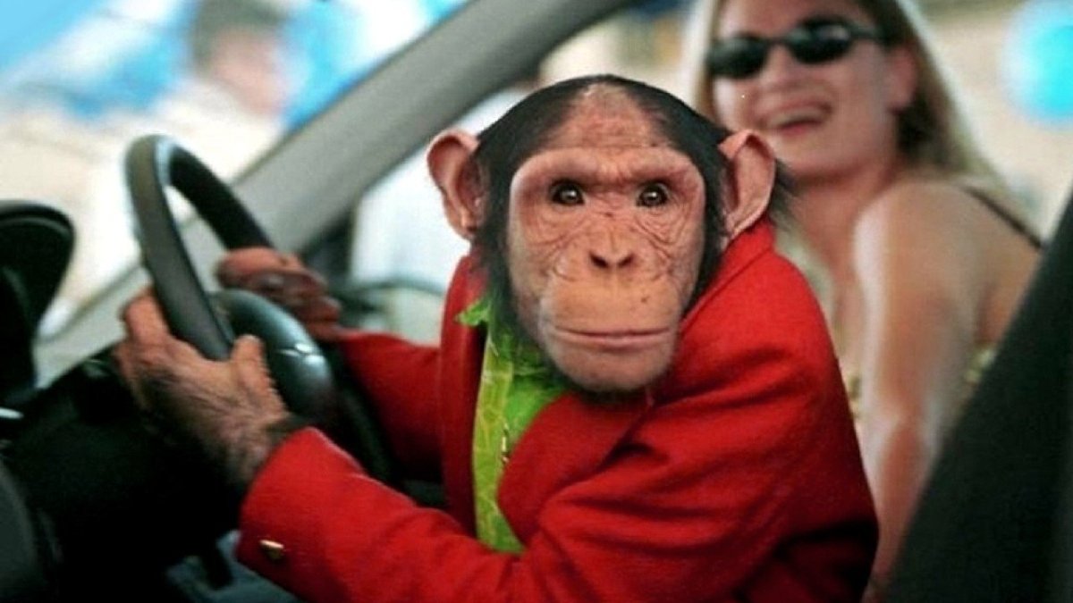 Обезьяна за рулем