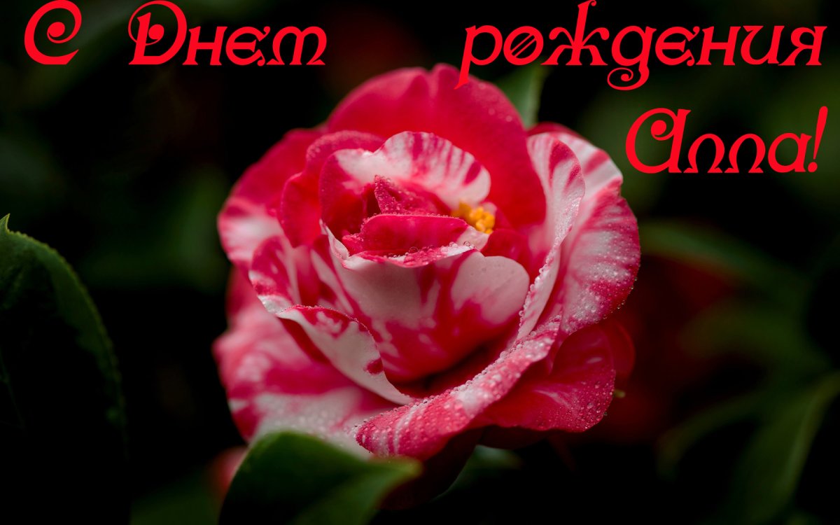 С днём рождения Аллочка