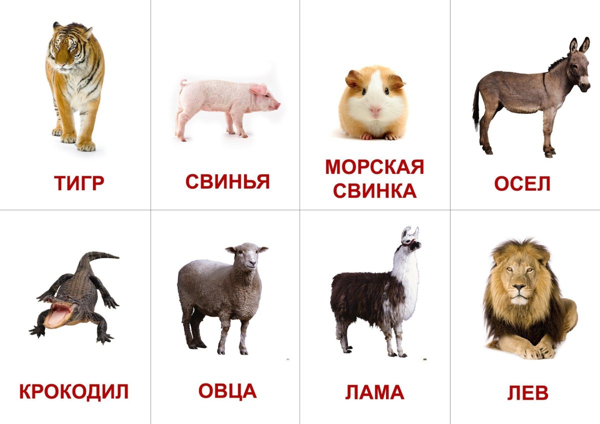 Карточки для детей развивающие