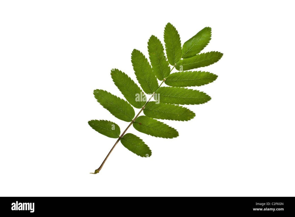 Лист рябины на белом фоне