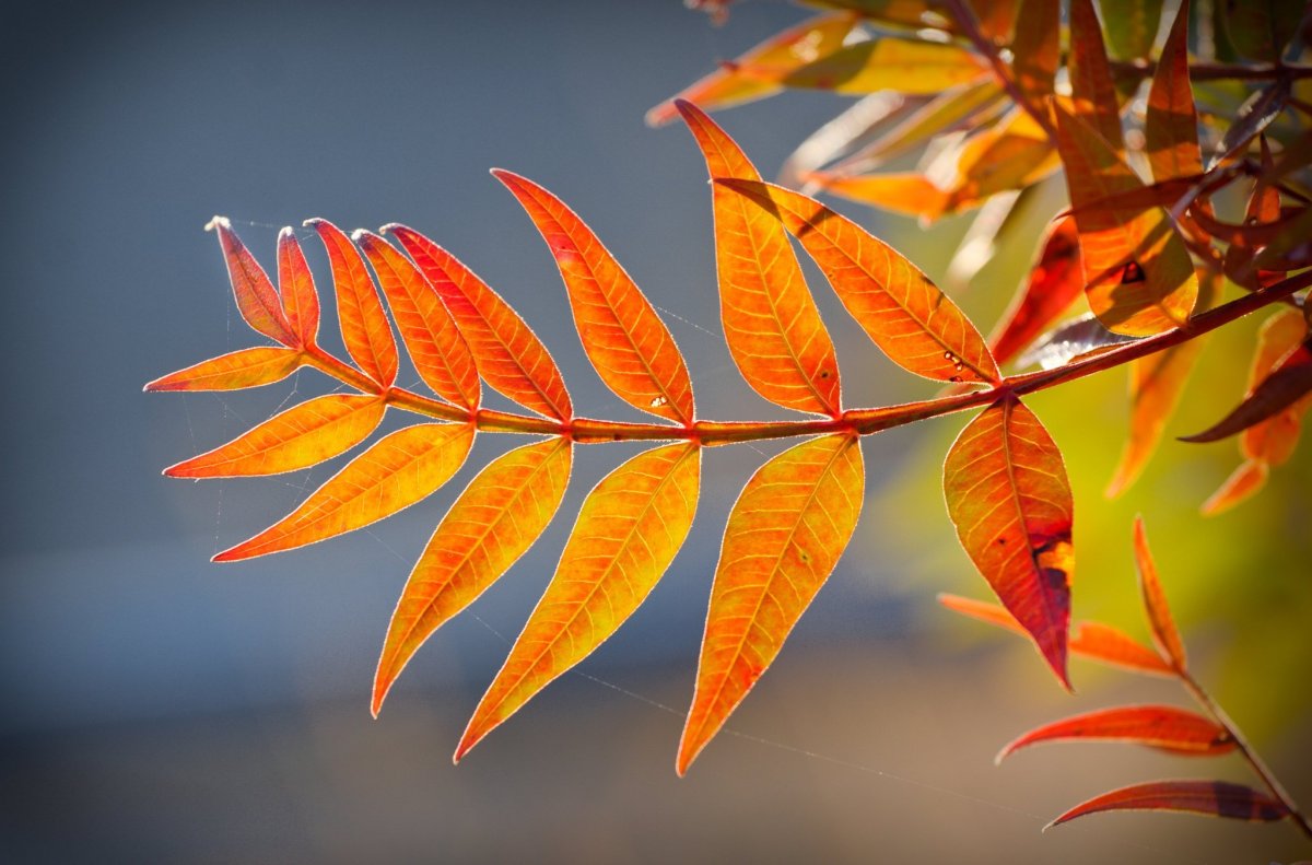 Лист рябины раскраска для детей