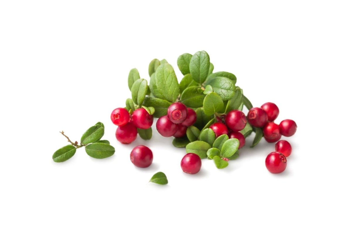 Листья брусники на белом фоне