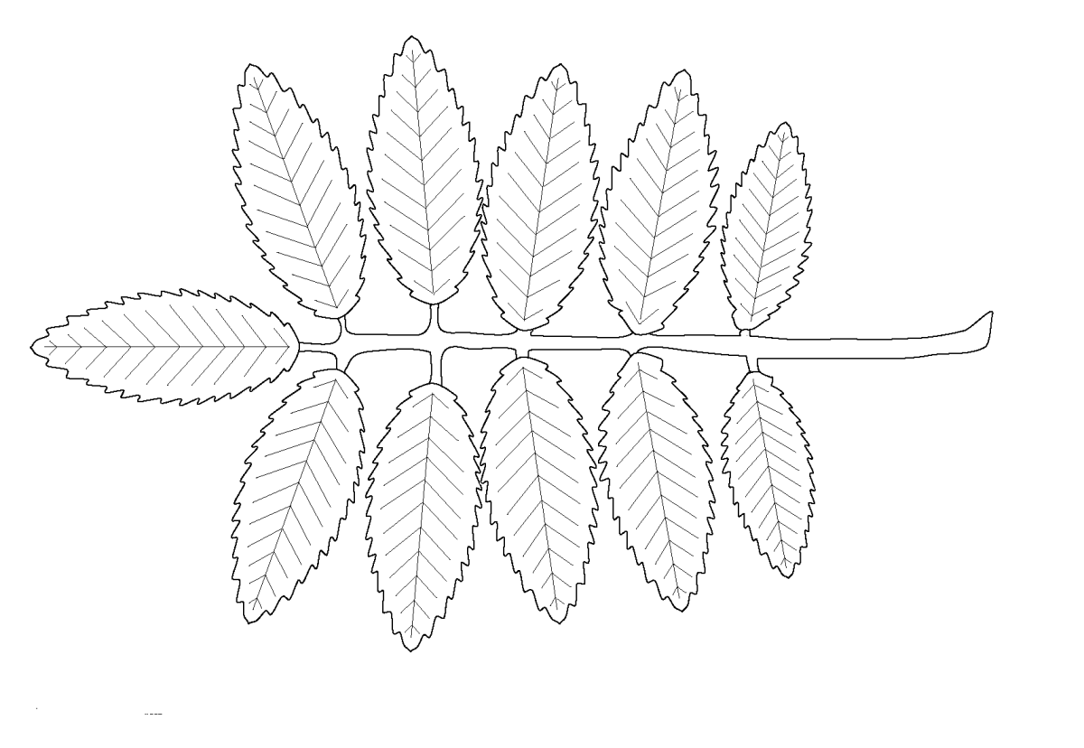 Рябина для детей