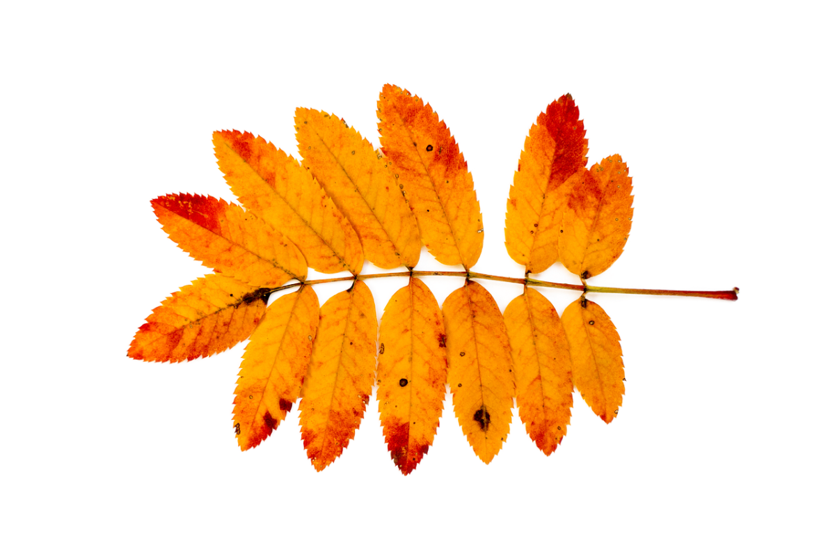 Листик рябины