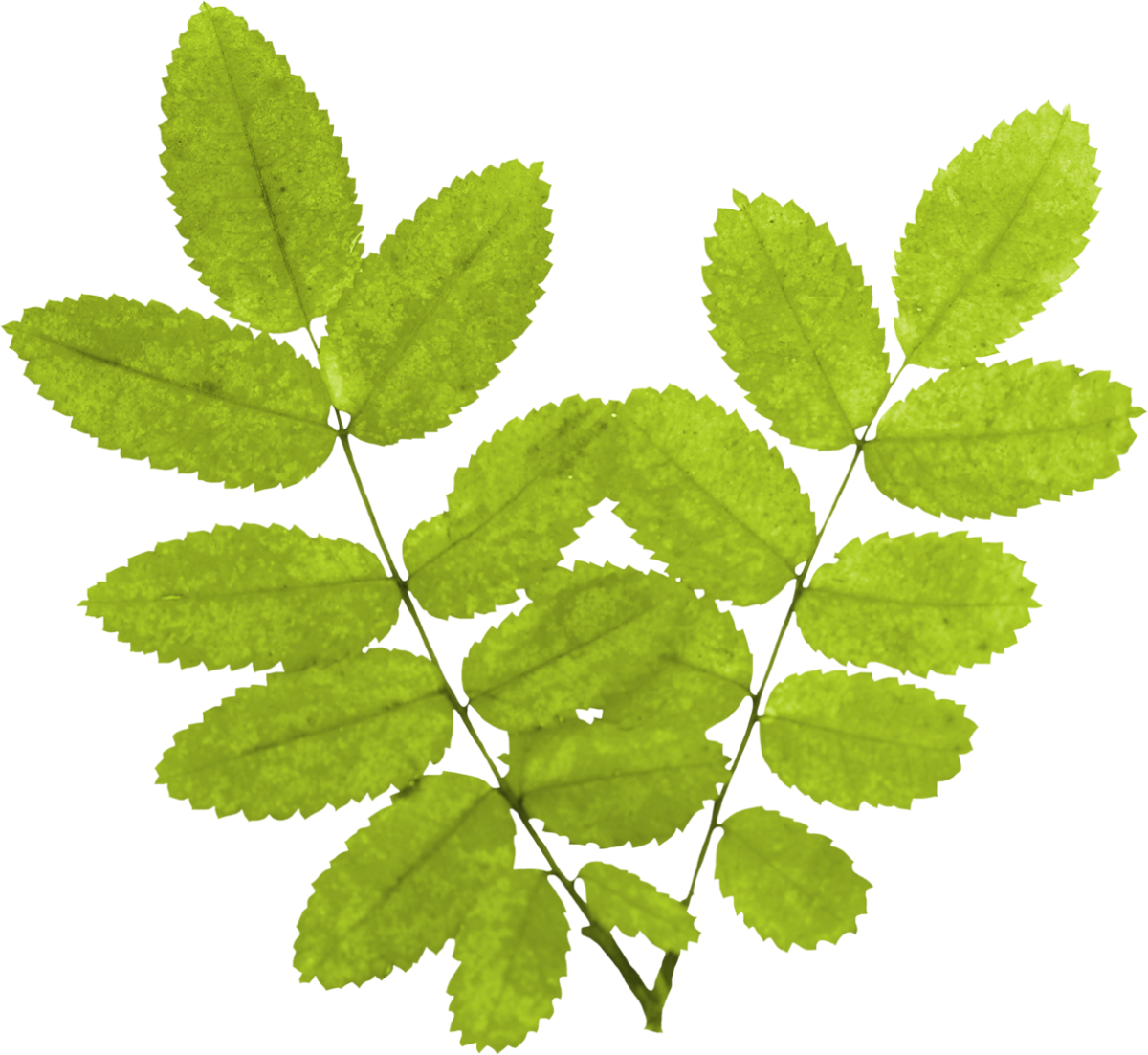 Лист рябины рисунок карандашом