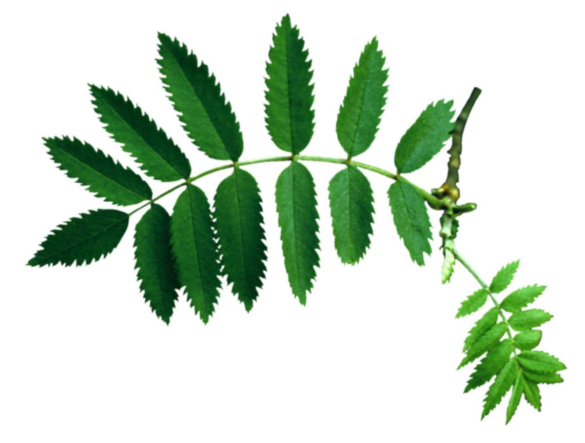 Листья рябины крупон