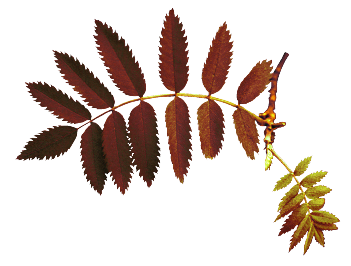 Листок рябины