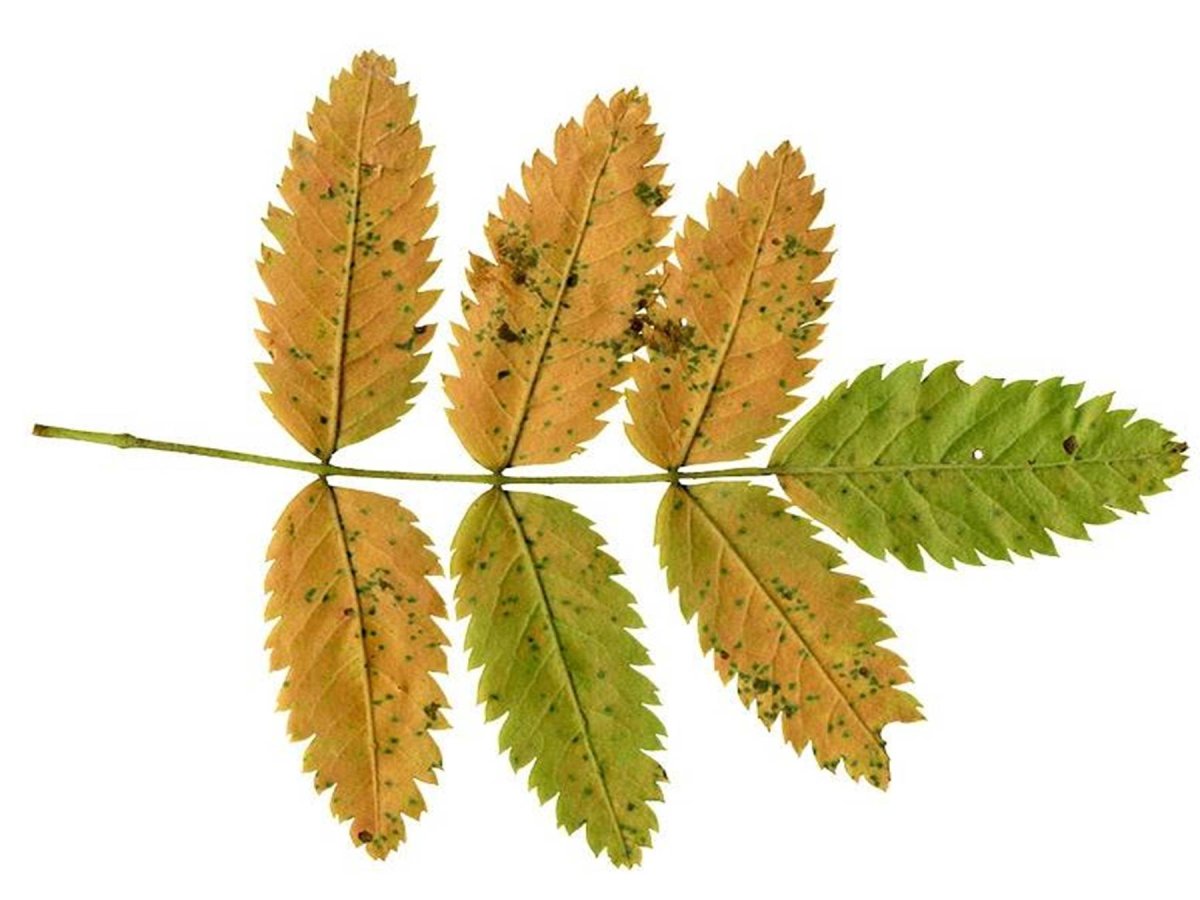 Рябина с зелёными листьями на прозрачном фоне