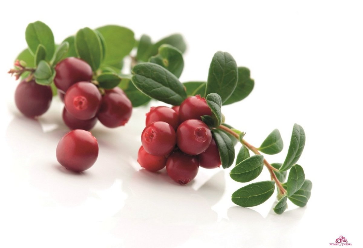 Брусника куст на белом фоне