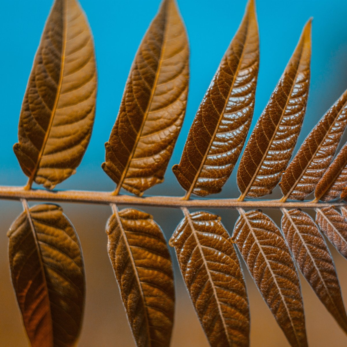 Рябина обыкновенная прилистники