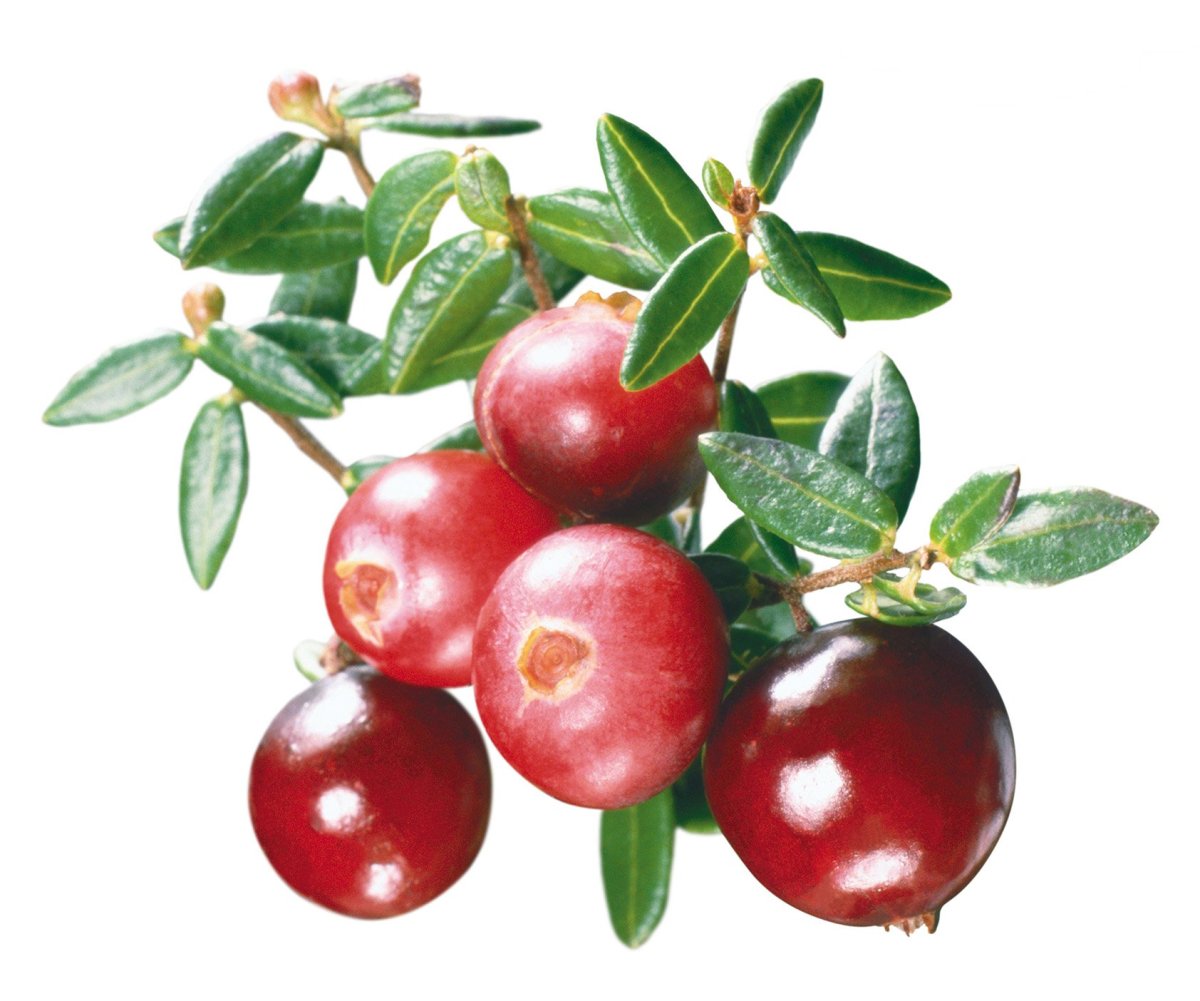Брусника (Vaccinium Vitis-idaea)