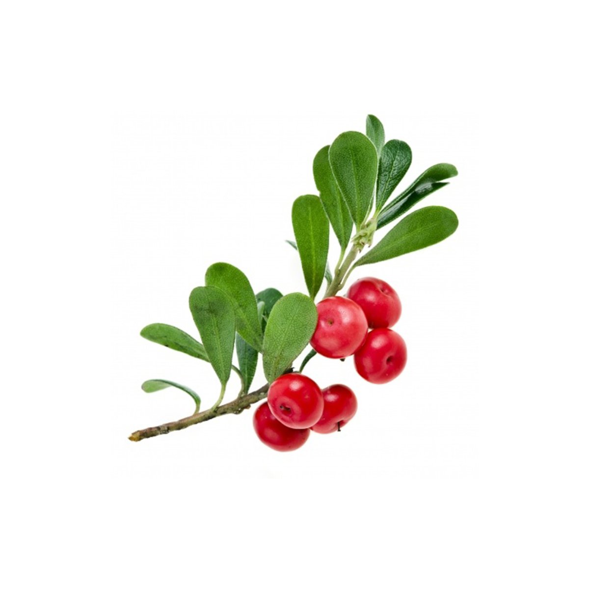 Листья толокнянки ГФ