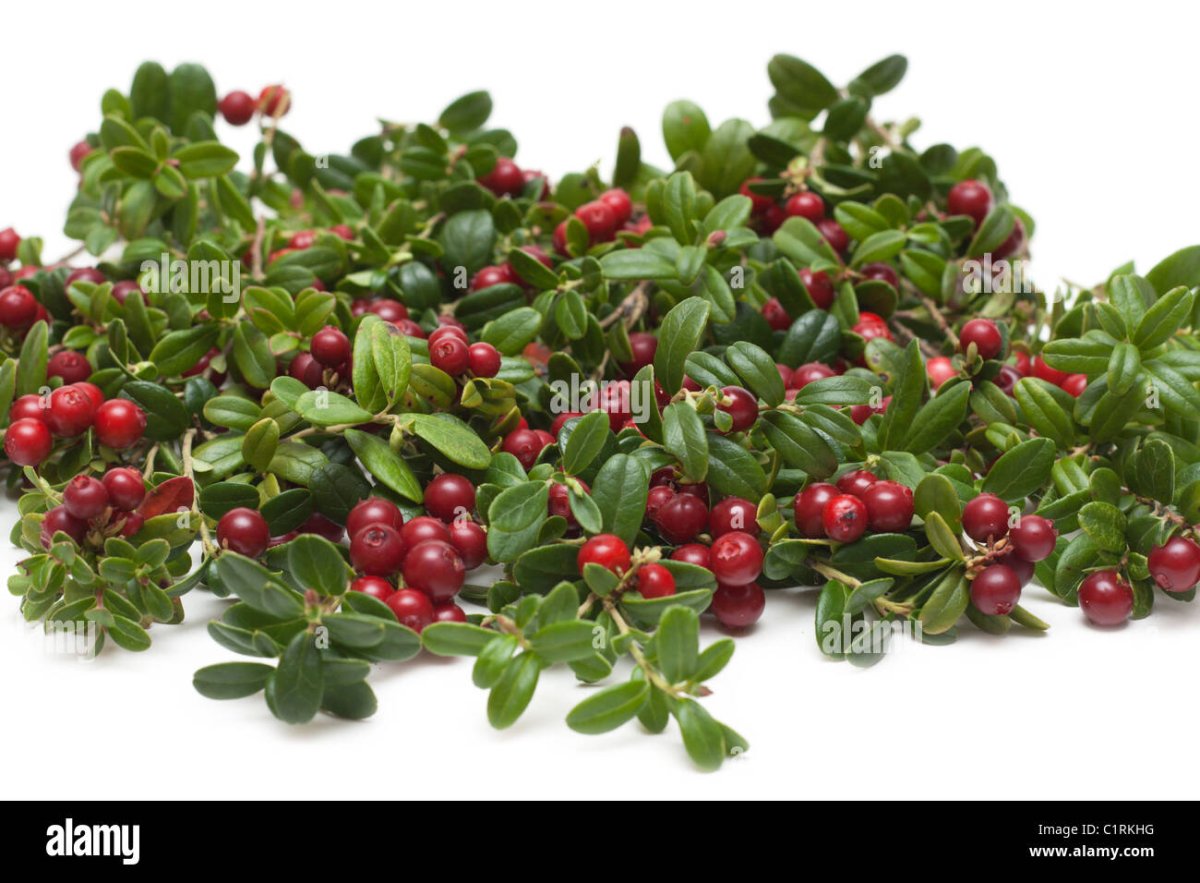 Брусника куст на белом фоне