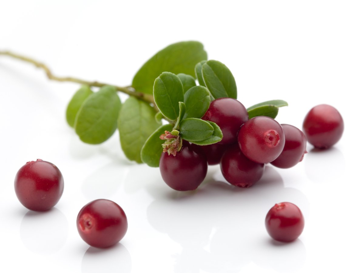 Веточка клюквы на белом фоне