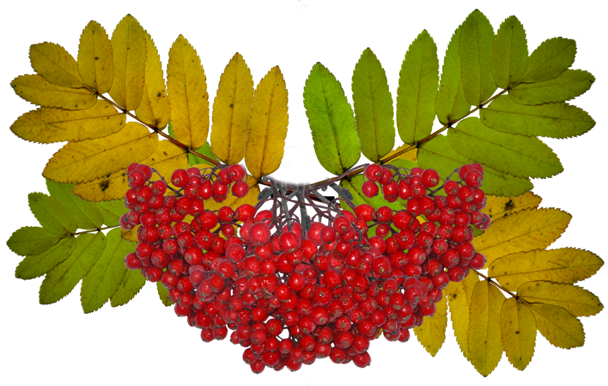 Описание листьев рябины