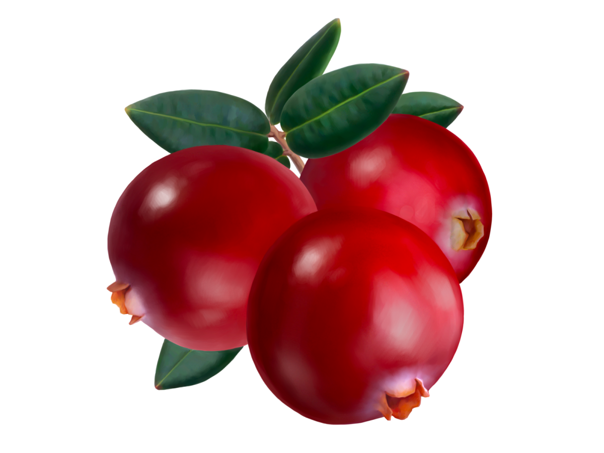 Брусника ягода