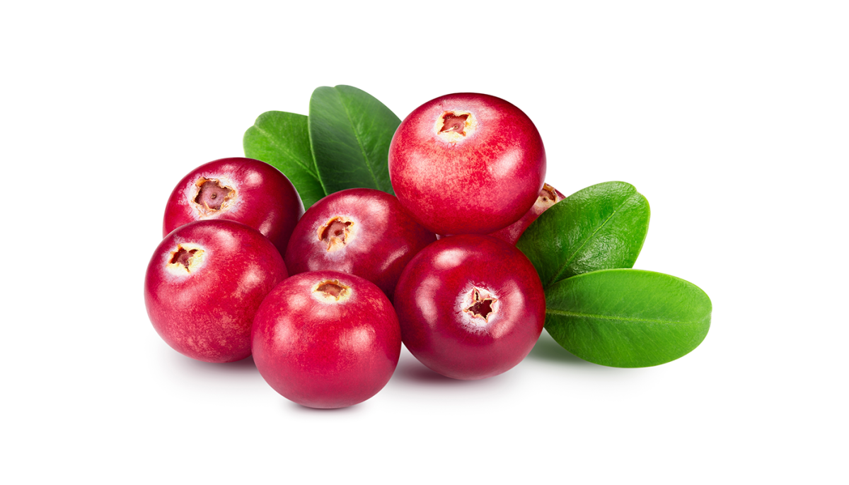 Клюква на белом фоне