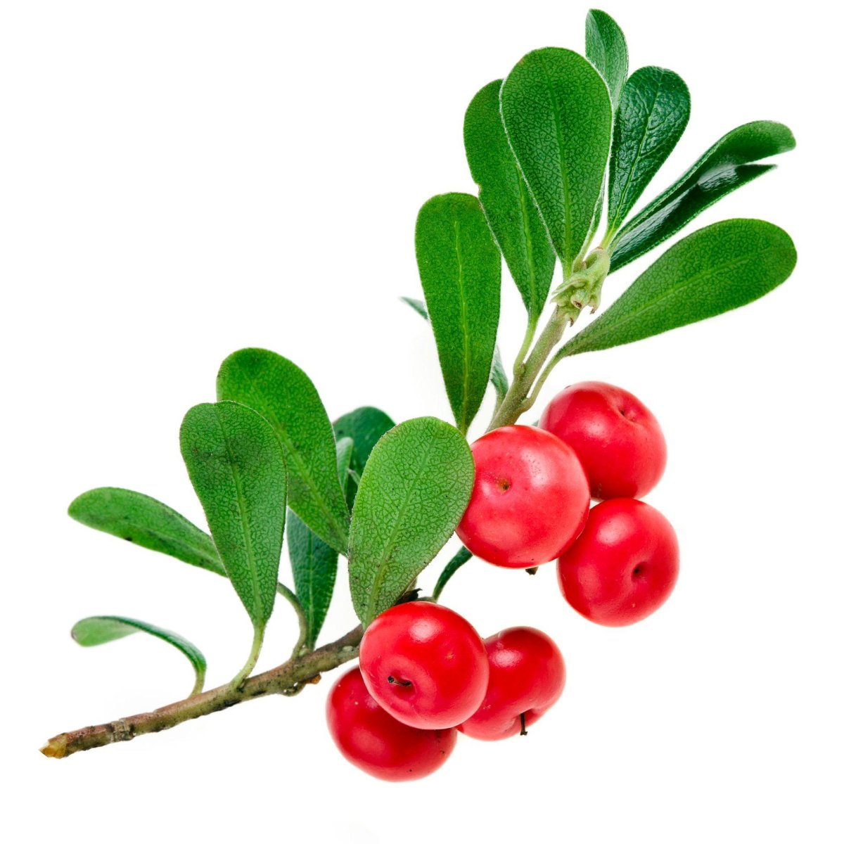 Cowberry брусника