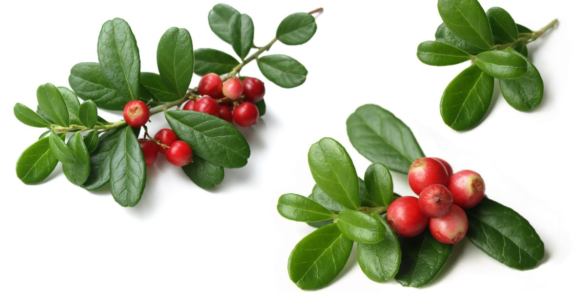 Листья брусники на белом фоне