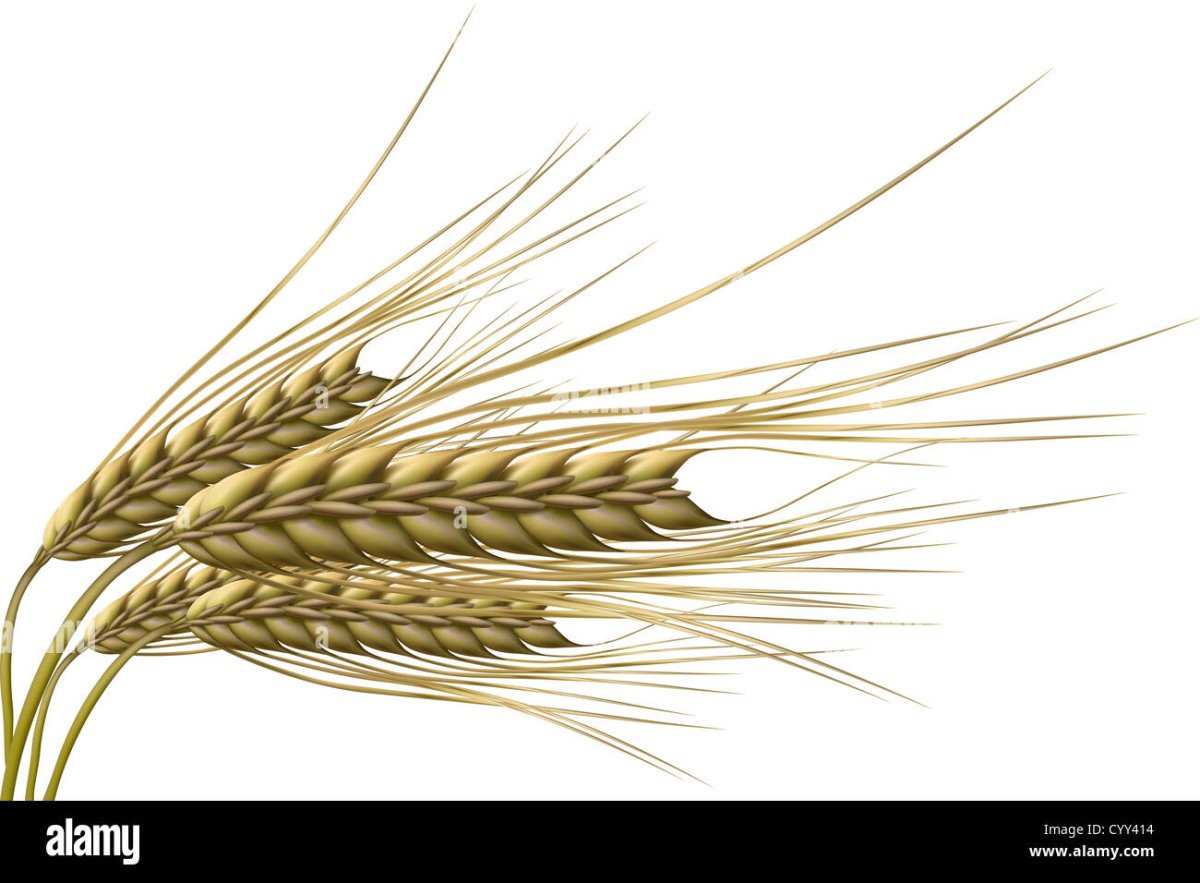 Ячмень рисунок белый фон