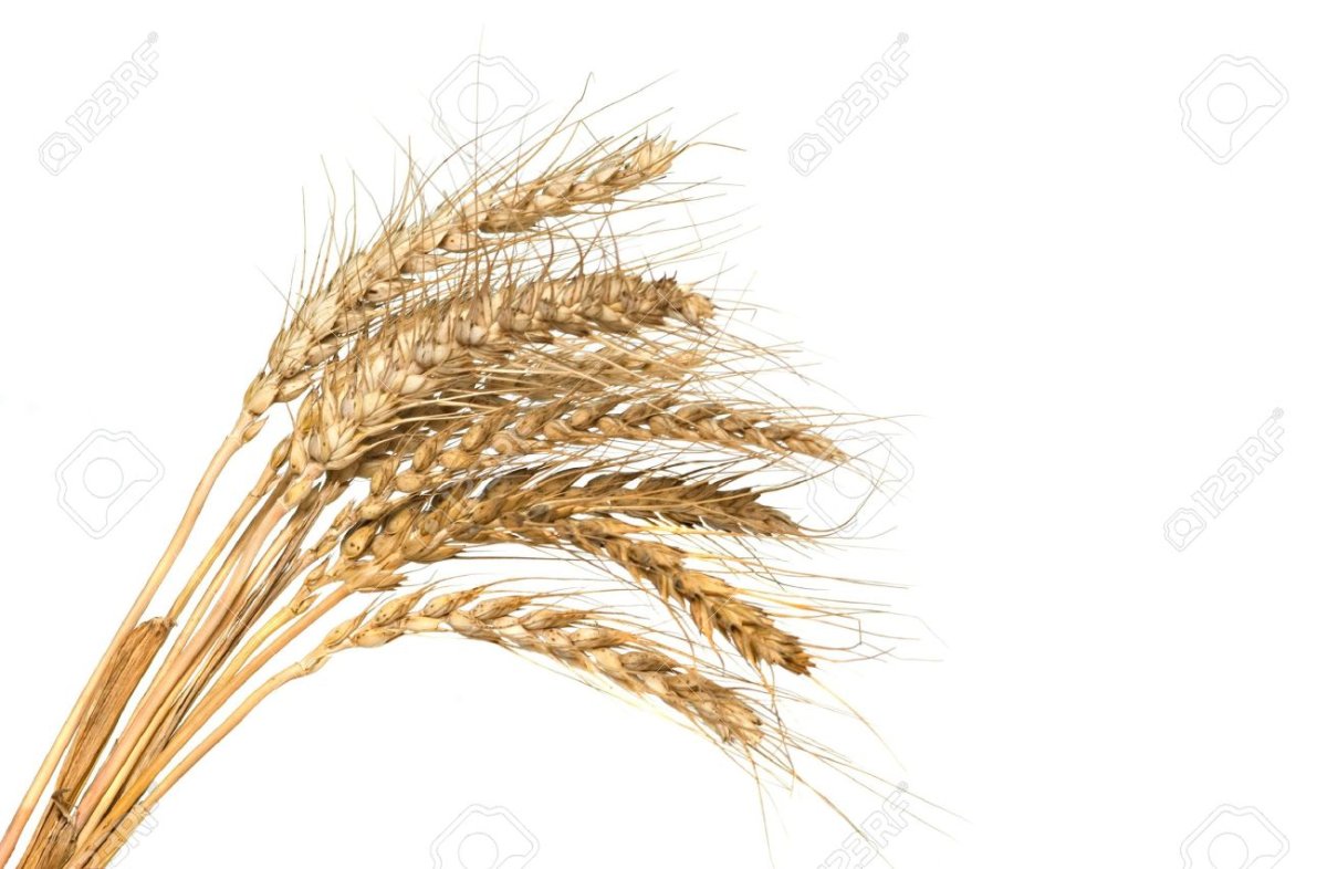 Колосья пшеницы сноп на белом фоне