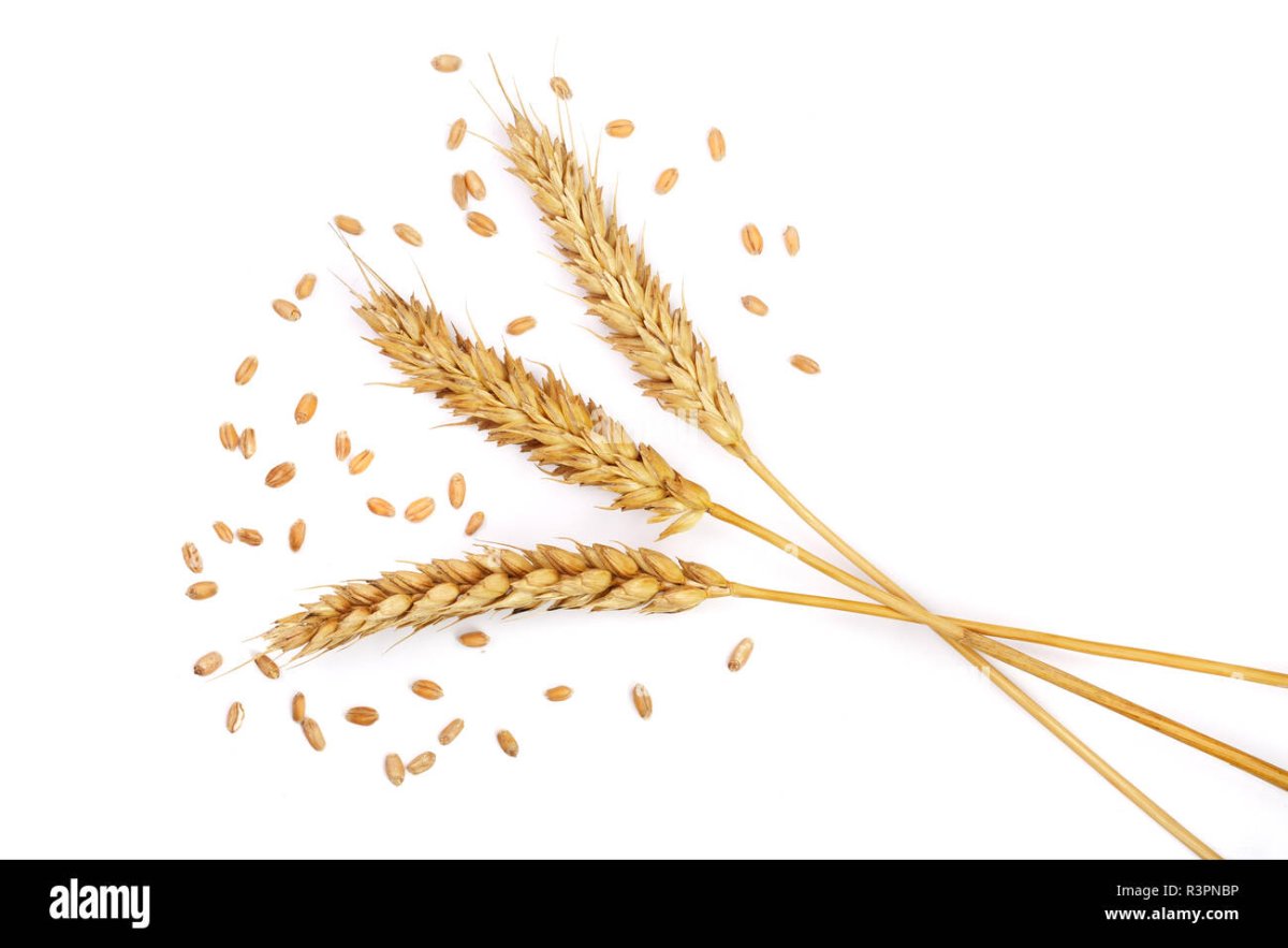 Колосья вид сверху