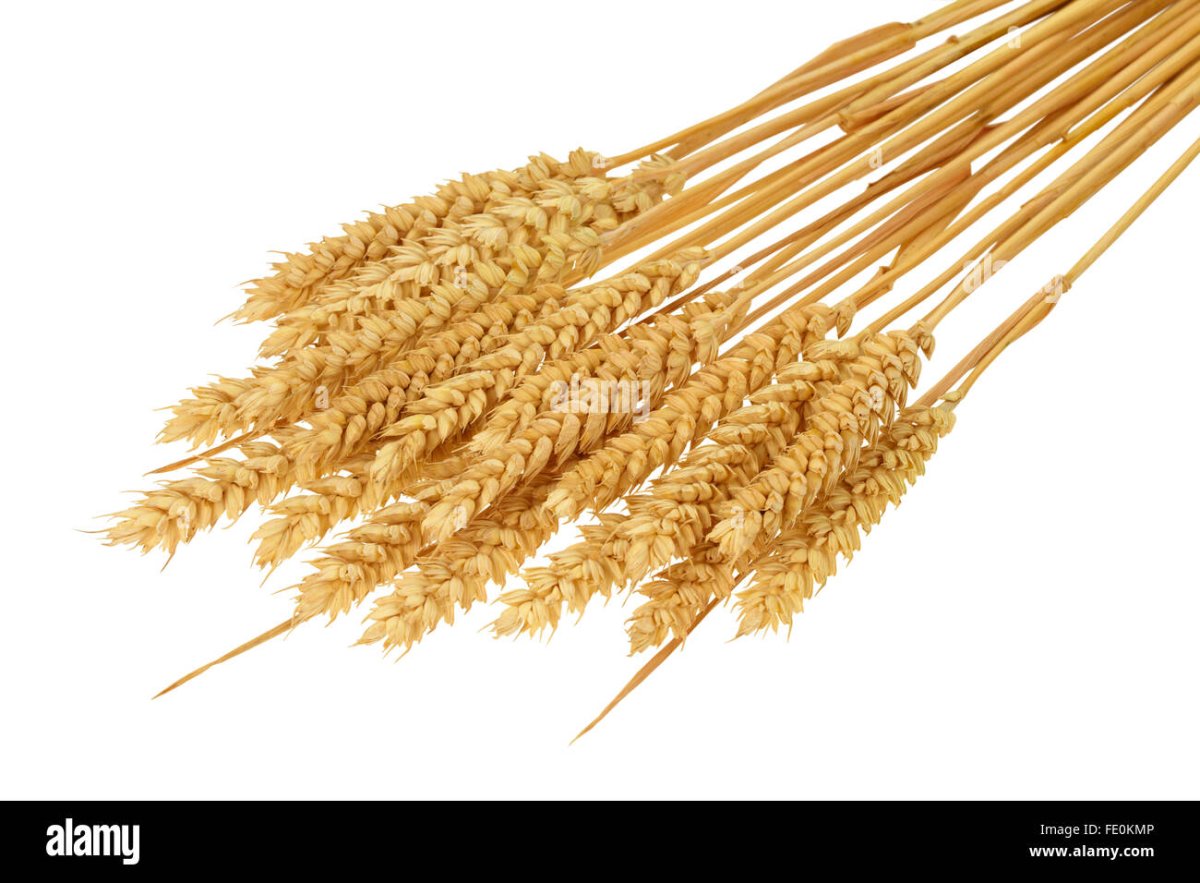 Уши пшеницы