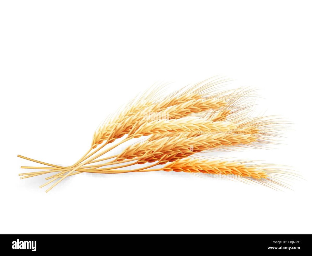 Пшеница на белом фоне