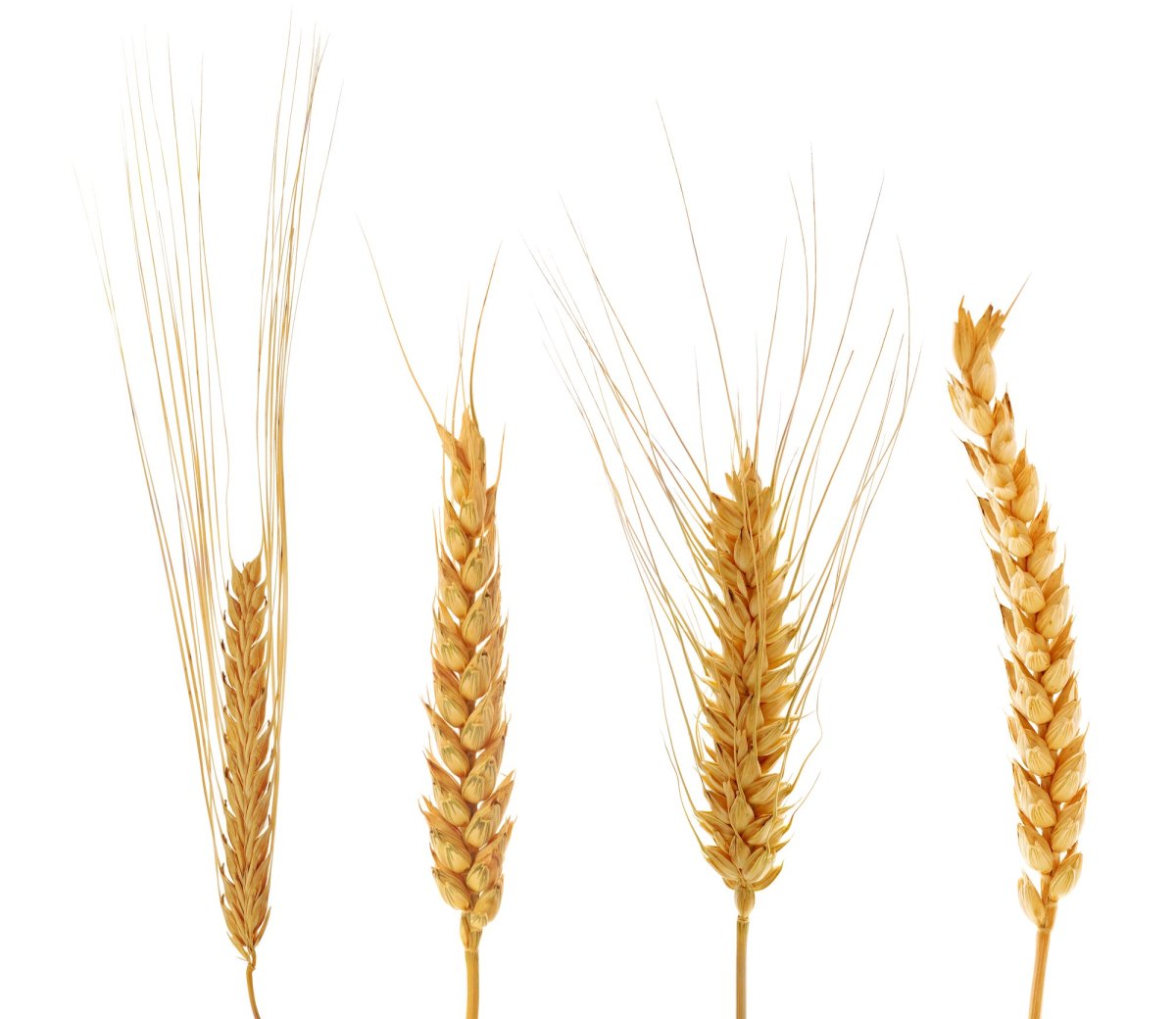 Колосок пшеницы фото