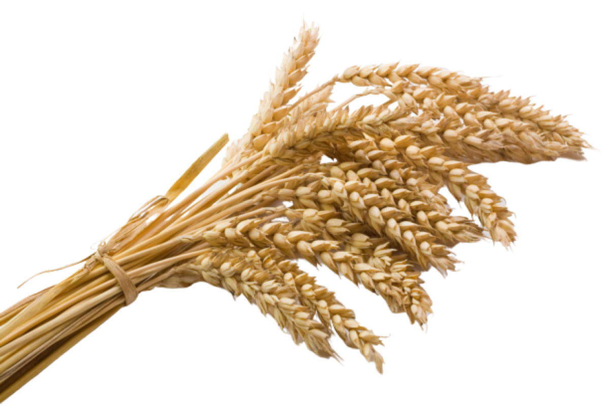 Пшеница Колос Колос