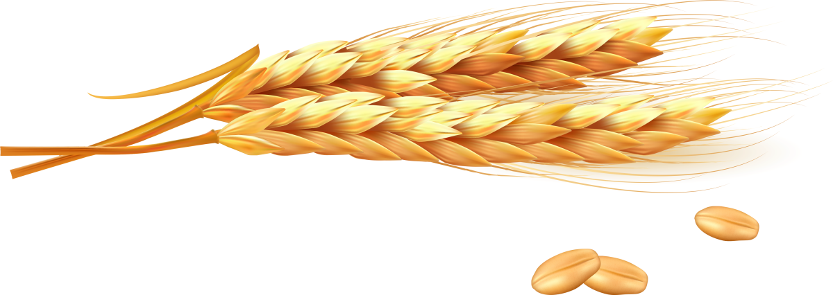 Колоски без фона