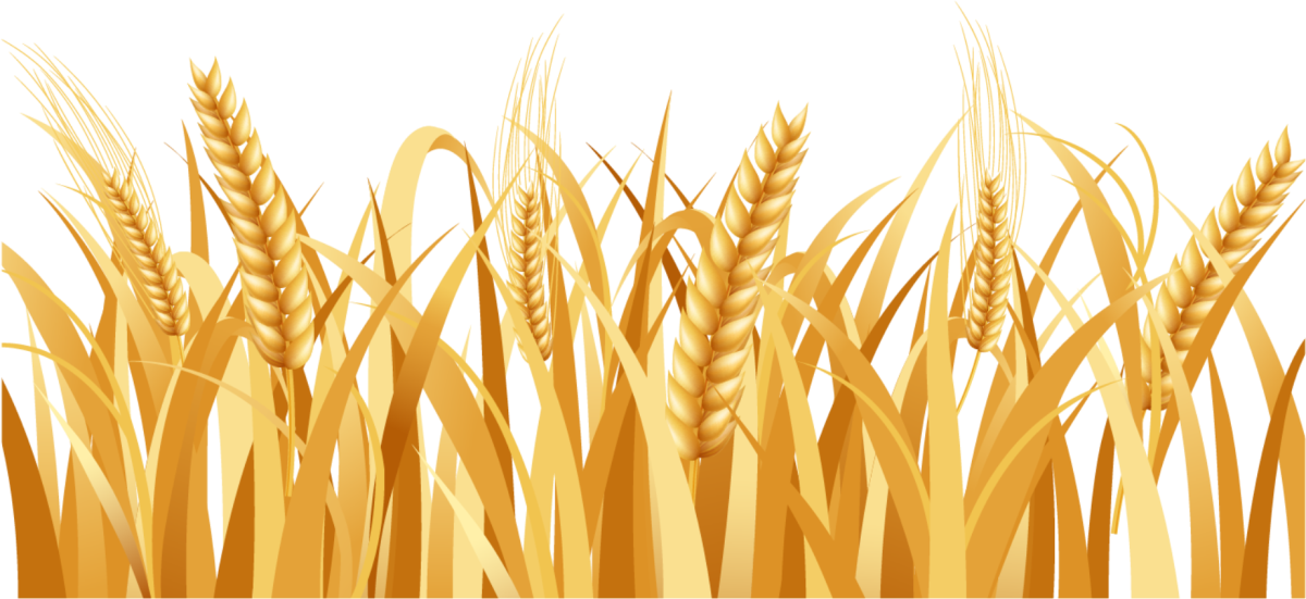 Wheat Barley вектор