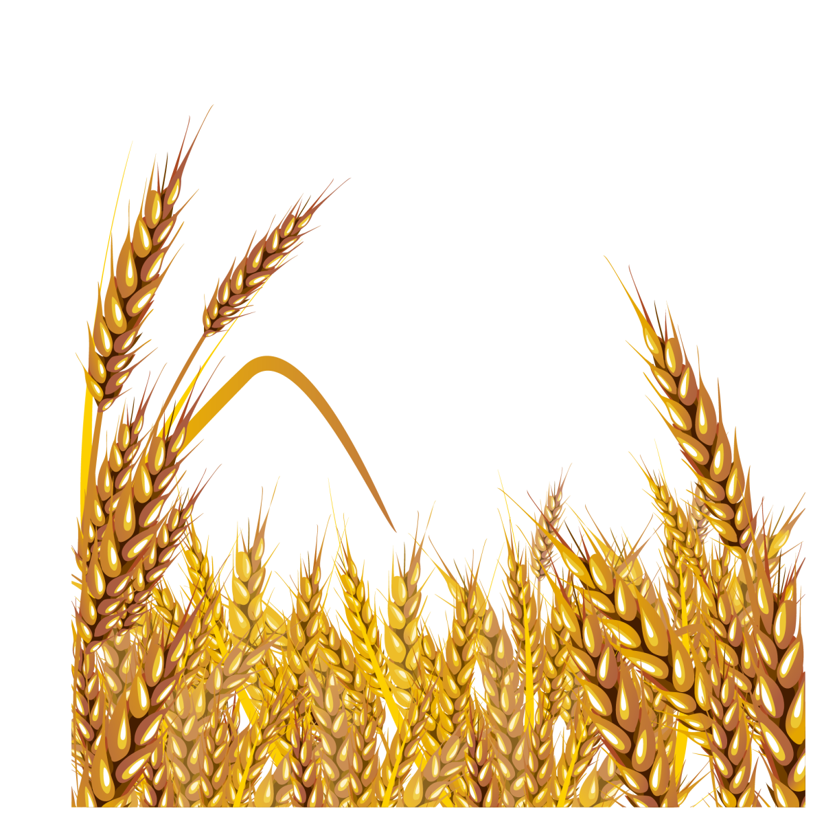 Колосья пшеницы на белом фоне