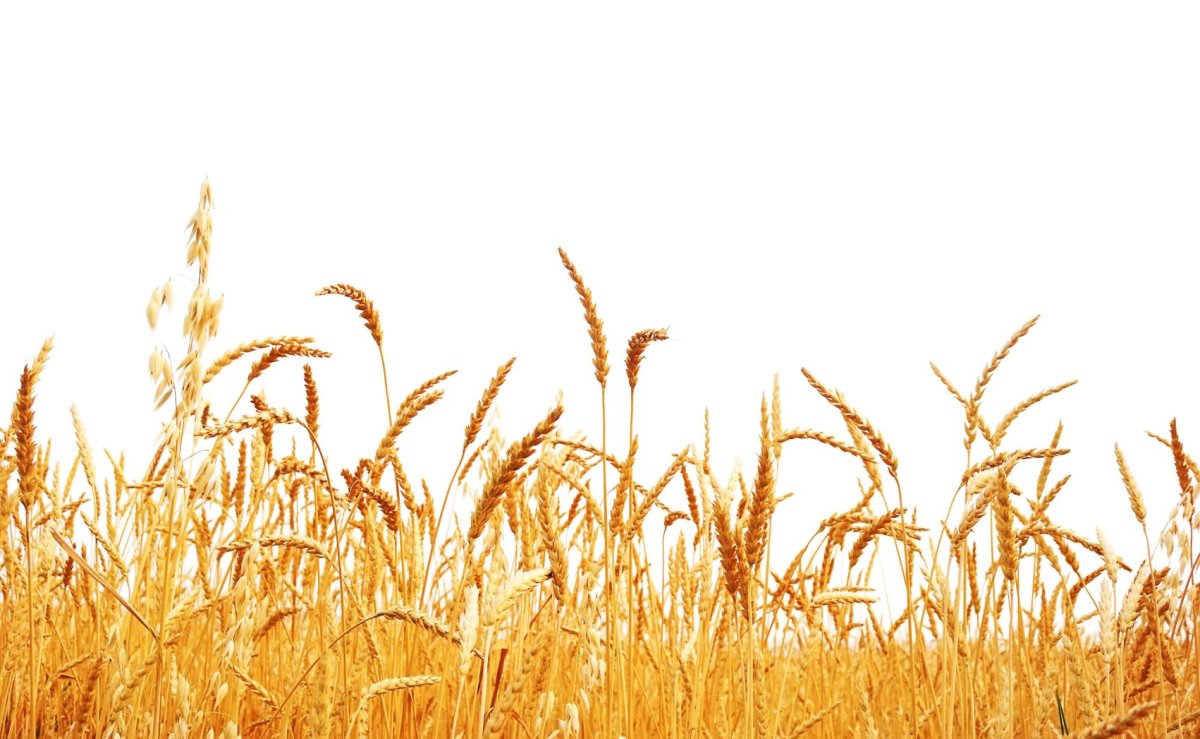 Пшеница на белом фоне
