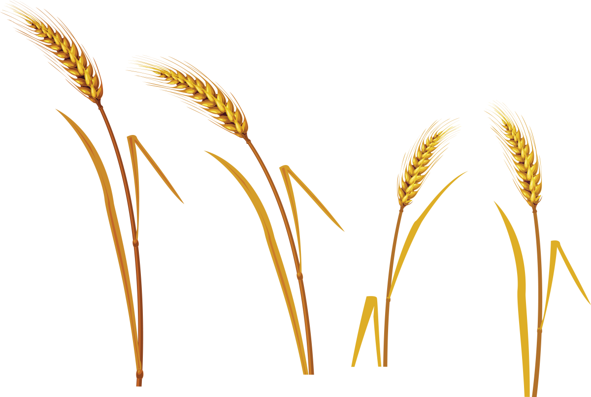 Семяносные колоски колоски