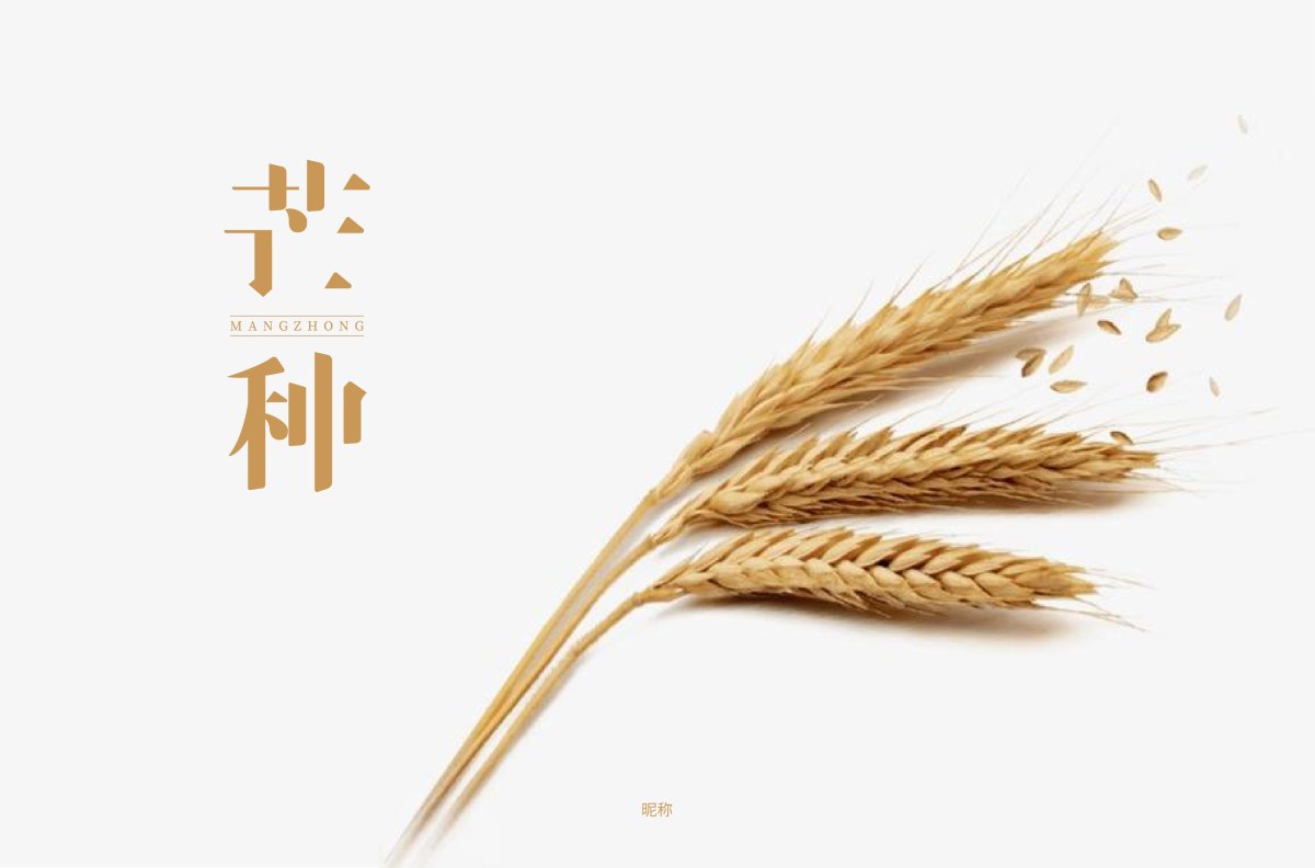 Колосья пшеницы фото