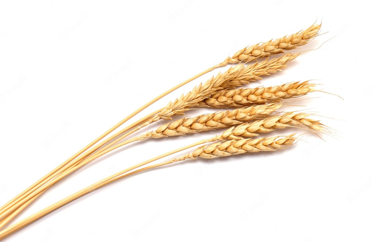 Хлебобулочные изделия с колосками на прозрачном фоне