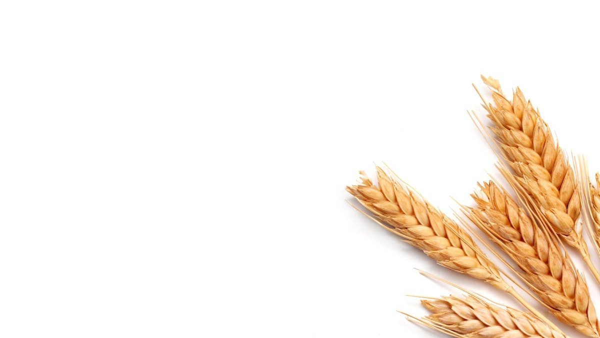 Колосья на прозрачном фоне