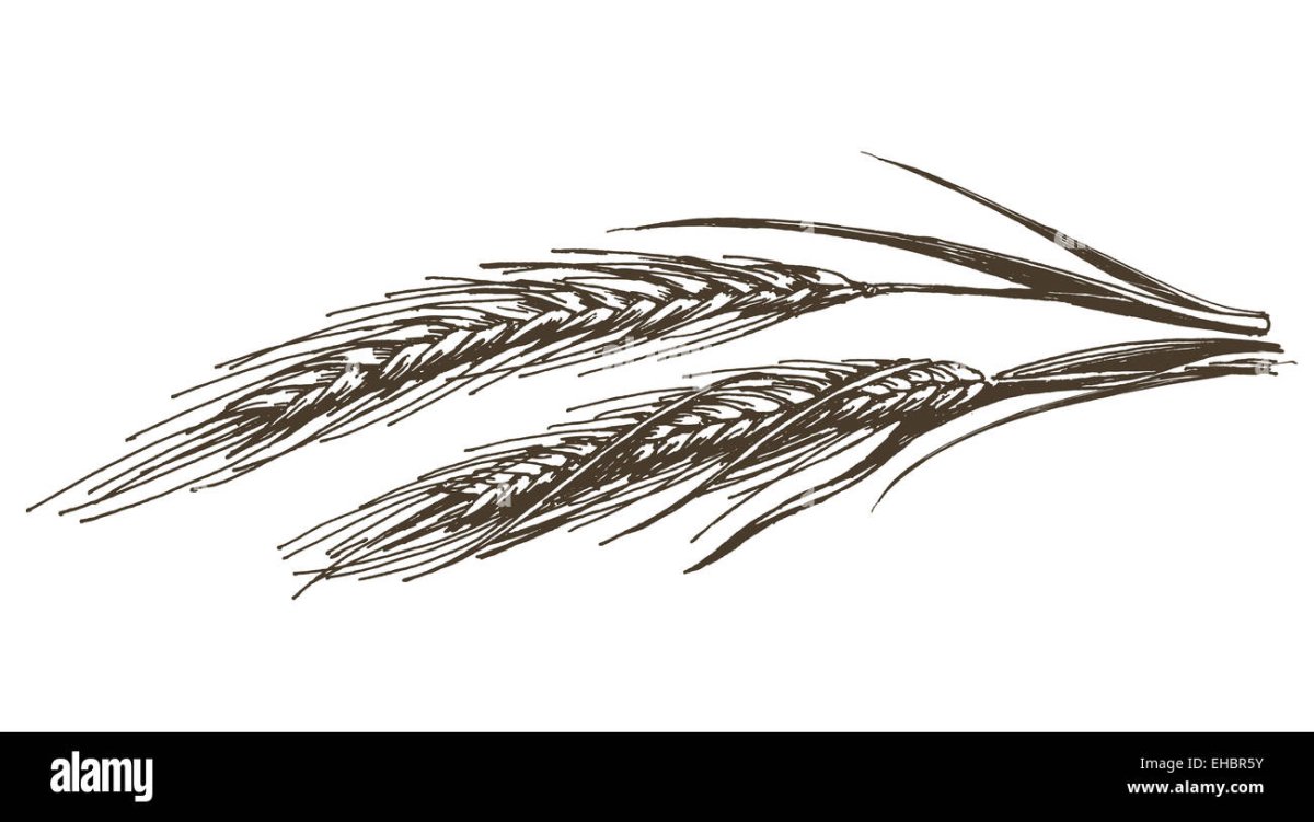 Рамки с колосками пшеницы