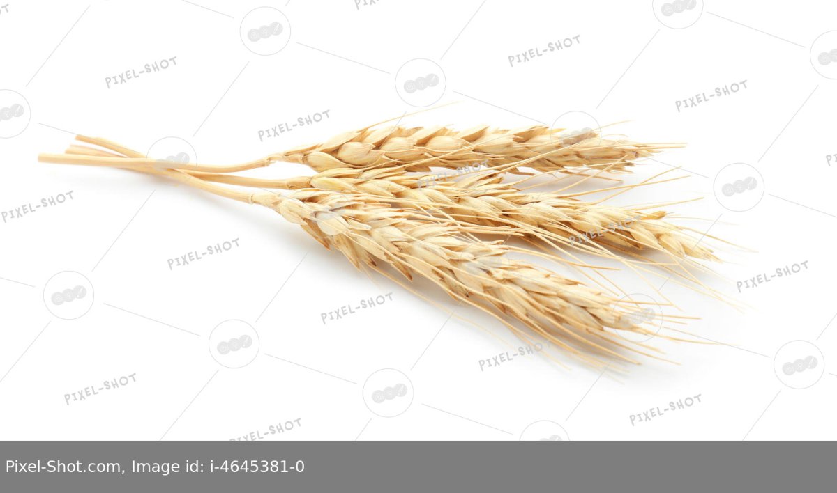 Пшеница и колючки