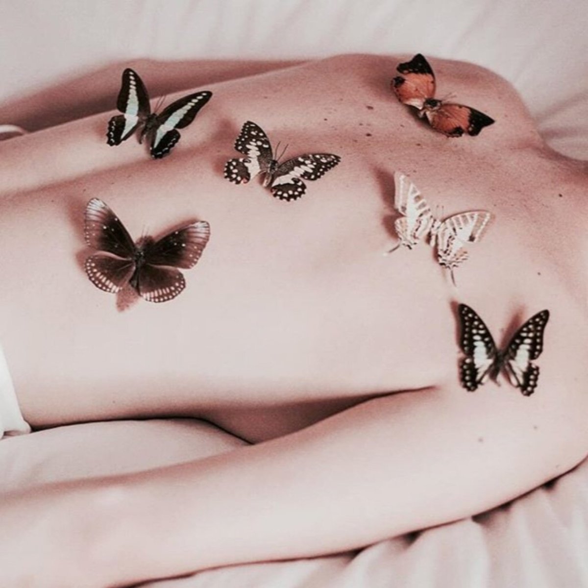 Бабочки Эстетика